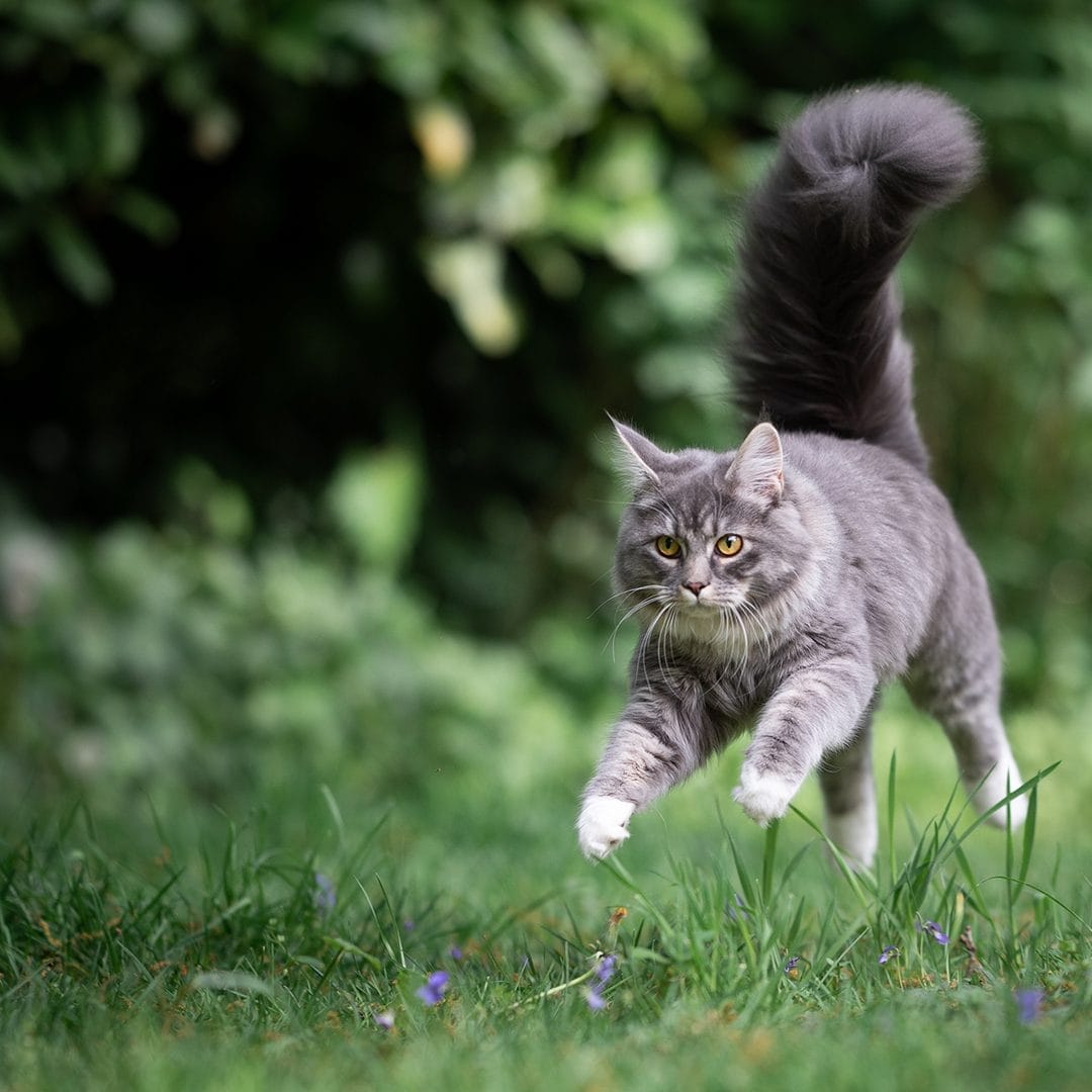 ALIMENTACIÓN NATURAL ¿ES LA