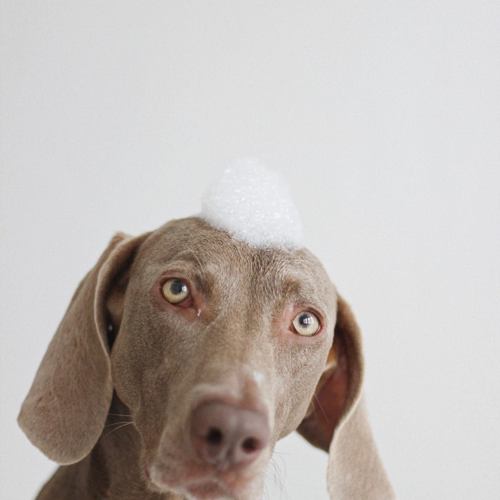 ¿CUÁL ES EL MEJOR CHAMPÚ