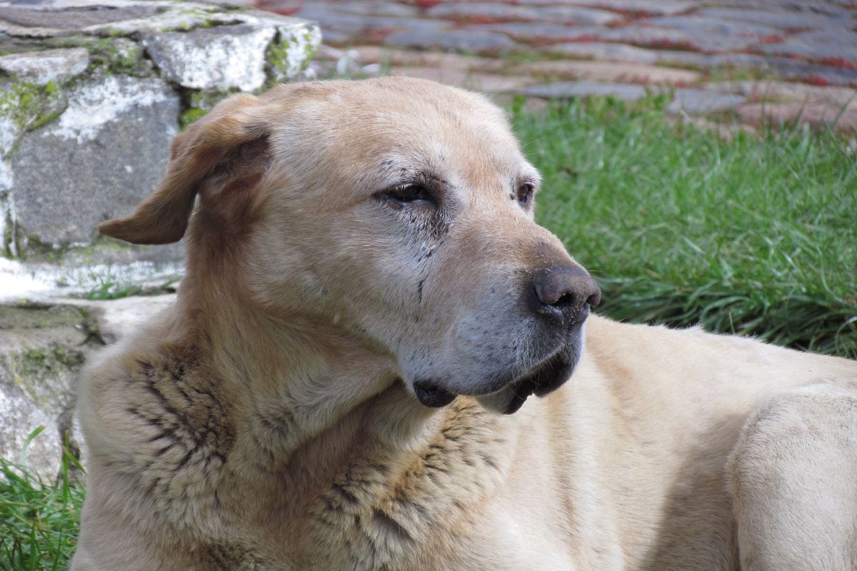que comida proporcionar a mi perro senior